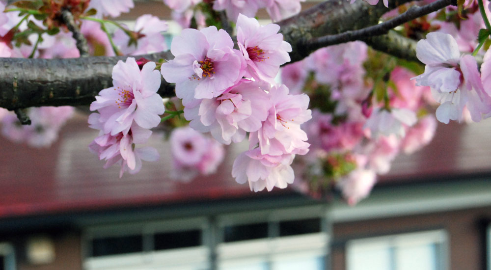 遠藤章博士が眺めた桜